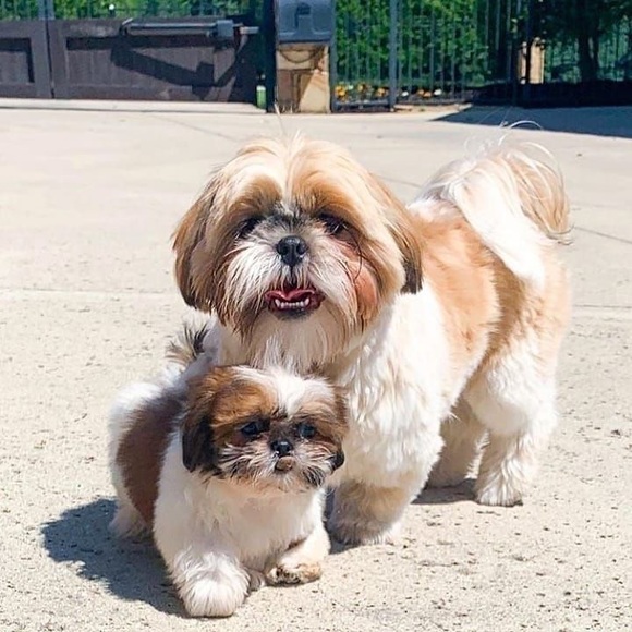 Official Game of Thrones black t-shirt size xl. - Picture 2 of 2